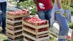 Report TV -Mbështetja për bujqësinë, Çuçi: Rimbursohet TVSH-ja për fermerët që rinovojnë plastmasin