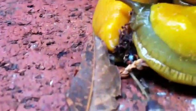 Sốc với những tập tính “yêu đương” sinh sản đậm chất rùng rợn ở các loài động vật