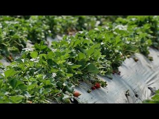 Ora News - Rimbursohet TVSH-ja për fermerët që rinovojnë plastmasin e serrave