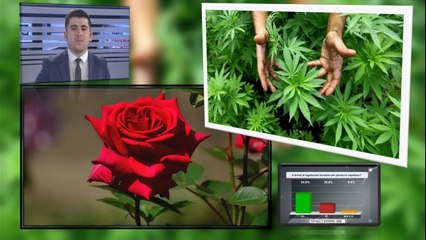 “Në vend të trëndafilit, do të lulëzojë…”, paralajmërimi për rrezikun që mund të ketë Shqipëria