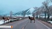 Elks Roam About Freely On Empty Road At Grand Teton National Park