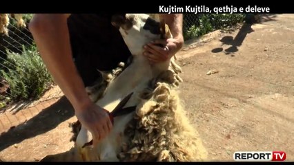 Report Tv, Veri Jug - Kujtim Kujtila, qethja e deleve