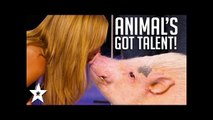 ANIMALS Got Talent Compilation! The Most Intelligent & Cleverest From Around The World!