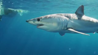 The 10 Most DANGEROUS Sharks in the World!