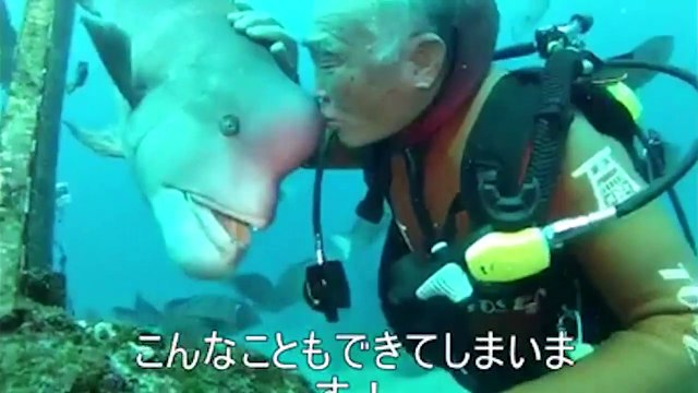 Tình bạn hy hữu giữa ông lão thợ lặn và nàng cá đầu cừu