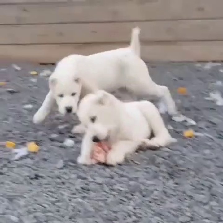 ALABAY COBAN KOPEGi YAVRULARI - ALABAi SHEPHERD DOG PUPPiES