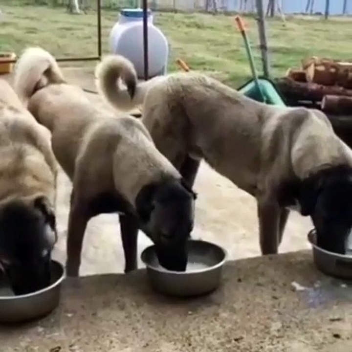 KANGAL KOPEK YAVRULARINA SABAH KAHVALTISI -  KANGAL DOG PUPPiES BREAKFAST