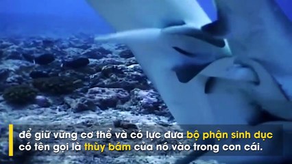 50 sắc thái vô cùng hiếm gặp của loài cá mập sát thủ đại dương.
