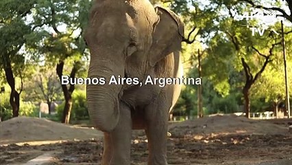 Mara the elephant leaves Argentina for Brazil sanctuary