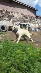 FULL DELi MALAKLI COBAN KOPEGi - VERY CRAZY MALAKLI SHEPHERD DOG