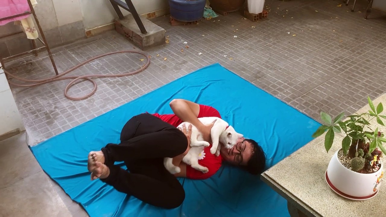 Cute Cat's CGI Fall