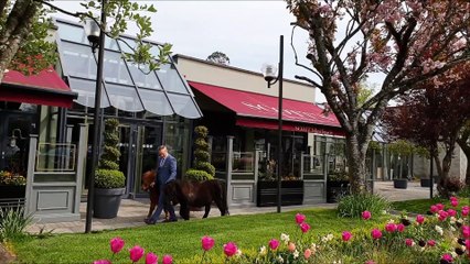 Animals Enjoying Hotel Holiday