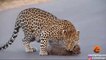 Leopard Teaches Cubs How to Cross the Road | Kruger Sightings