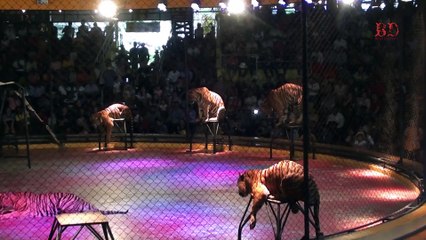 Tiger Show on bihar darshan