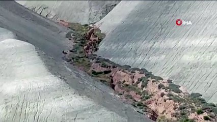 Nallıhan'da domuz sürüsü görüldü