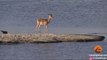 Buck Tries to Out-Swim Crocodiles and Hippos | Kruger Sightings