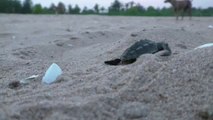 Aparecen millones de tortugas en una playa en la India