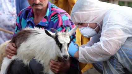 Ora News - Rikthehet “plasja” e kafshëve, vatra të sëmundjes së rrezikshme në Elbasan e Berat