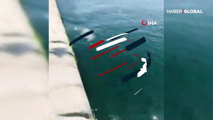 Kadıköy sahilinde yunuslar adeta gösteri düzenledi