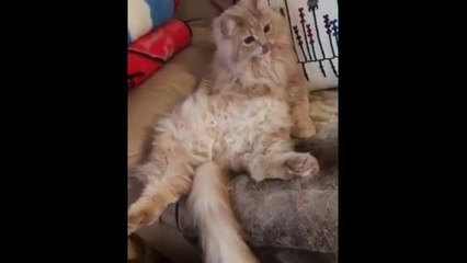 Beautiful Maine Coon Cats Video Compilation 2020 || Maine Coon Cat's Videos