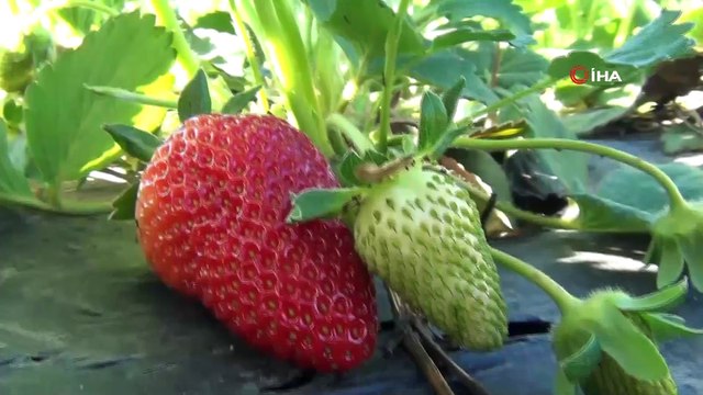 Çilek hasadı başladı...Çilek tarlada 5 pazarda ise 10 TL