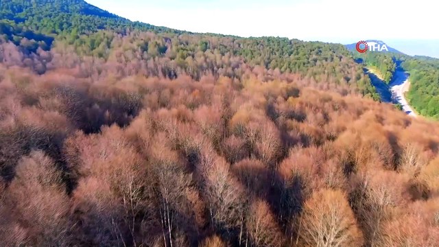 Çam ormanlarındaki yangınlarla onlar mücadele edecek...Mücadele için terminatör böcekler ormana salındı