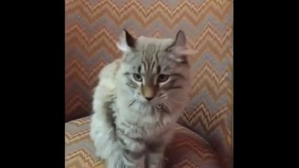 Highlander Cat's Video compilation 2020 | Cat's Video compilation
