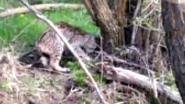 Vaşak gören köylü, vahşi hayvanı pisi pisi diyerek çağırdı