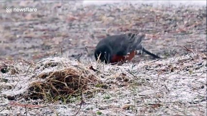 Birds 'confused' amid spring snowstorm in Canada