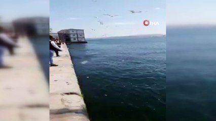 Yunusların denizde gösteri şöleni renkli anlar sahne oldu