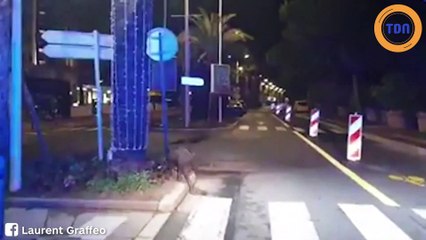 Un sanglier profitait en avance du déconfinement à Cannes !