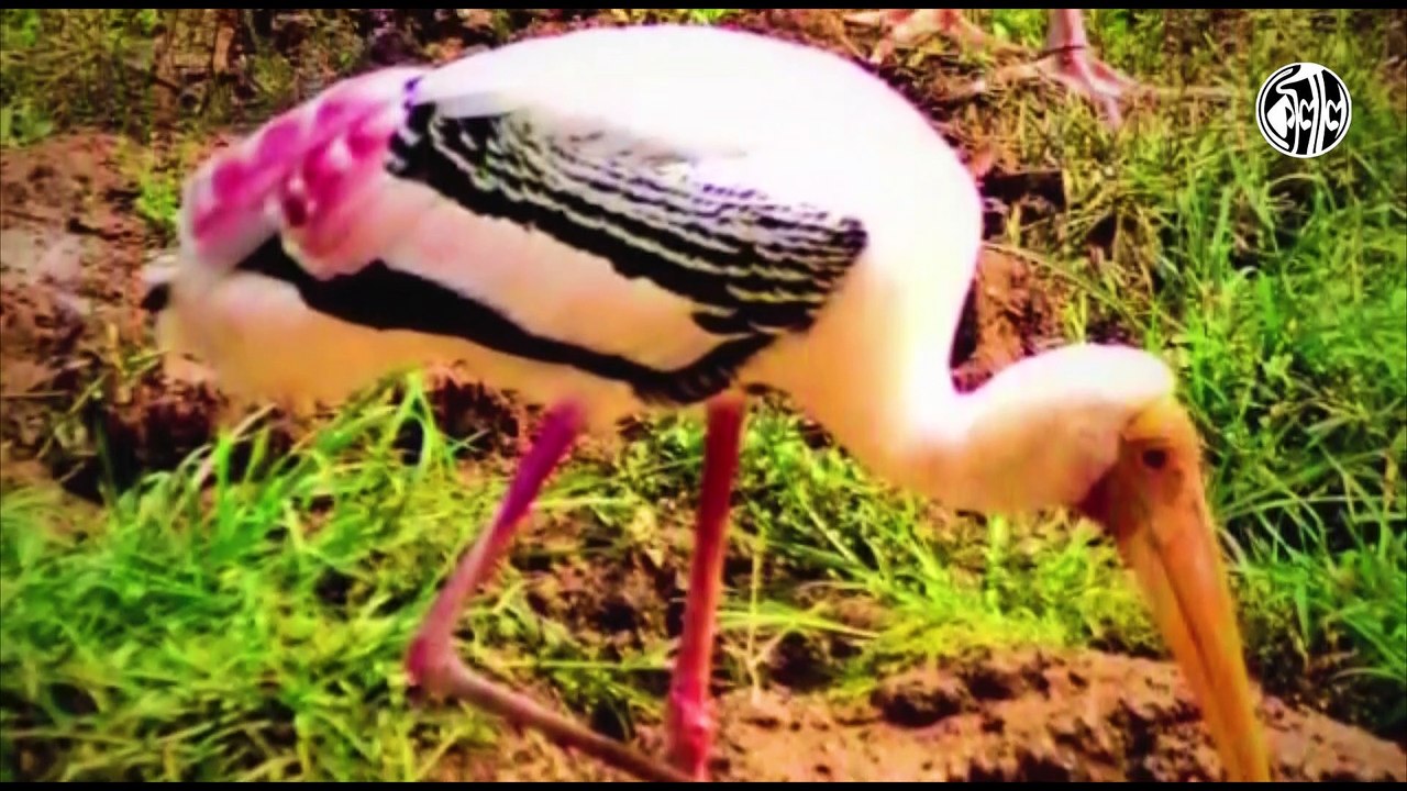 লকডাউনে পাখিরা  কেমন আছে ? অপূর্ব ব্যানার্জী তিরুপতি চক্রবর্তী