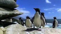 Những pha ngã hài hước của chim cánh cụt
