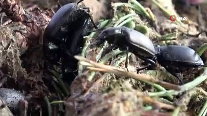 Mücadele için terminatör böcekler ormana salındı