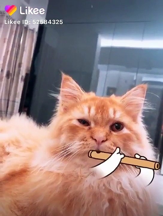 cat songs 2020