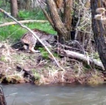 Vaşağı 'pisi pisi' diye çağırdı