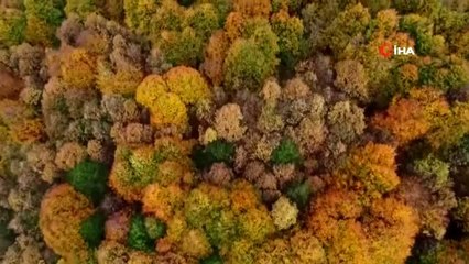 Çam ormanlarındaki yangınlarla onlar mücadele edecek.