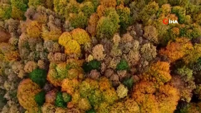 Çam ormanlarındaki yangınlarla onlar mücadele edecek.