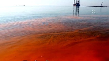 Plankton çoğalması deniz suyunu turuncuya dönüştürdü