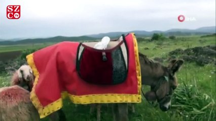 Annesiz kuzular eşek sırtından besleniyor