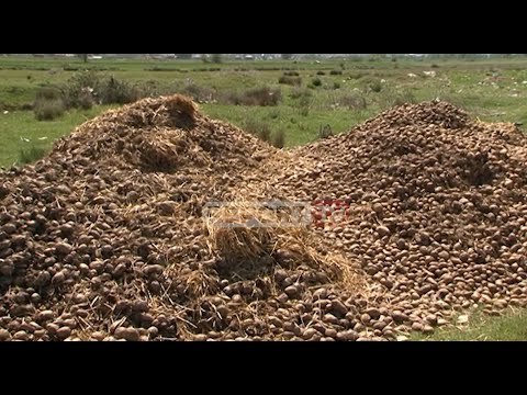 Koronavirusi prek shitjen e patates në Korçë e Kukës, fermerët: Na bllokon malli i futur nga Kosova