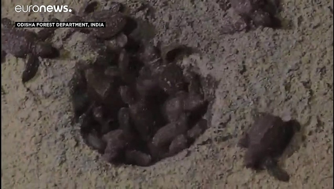 Mehr Schildkröten schlüpfen