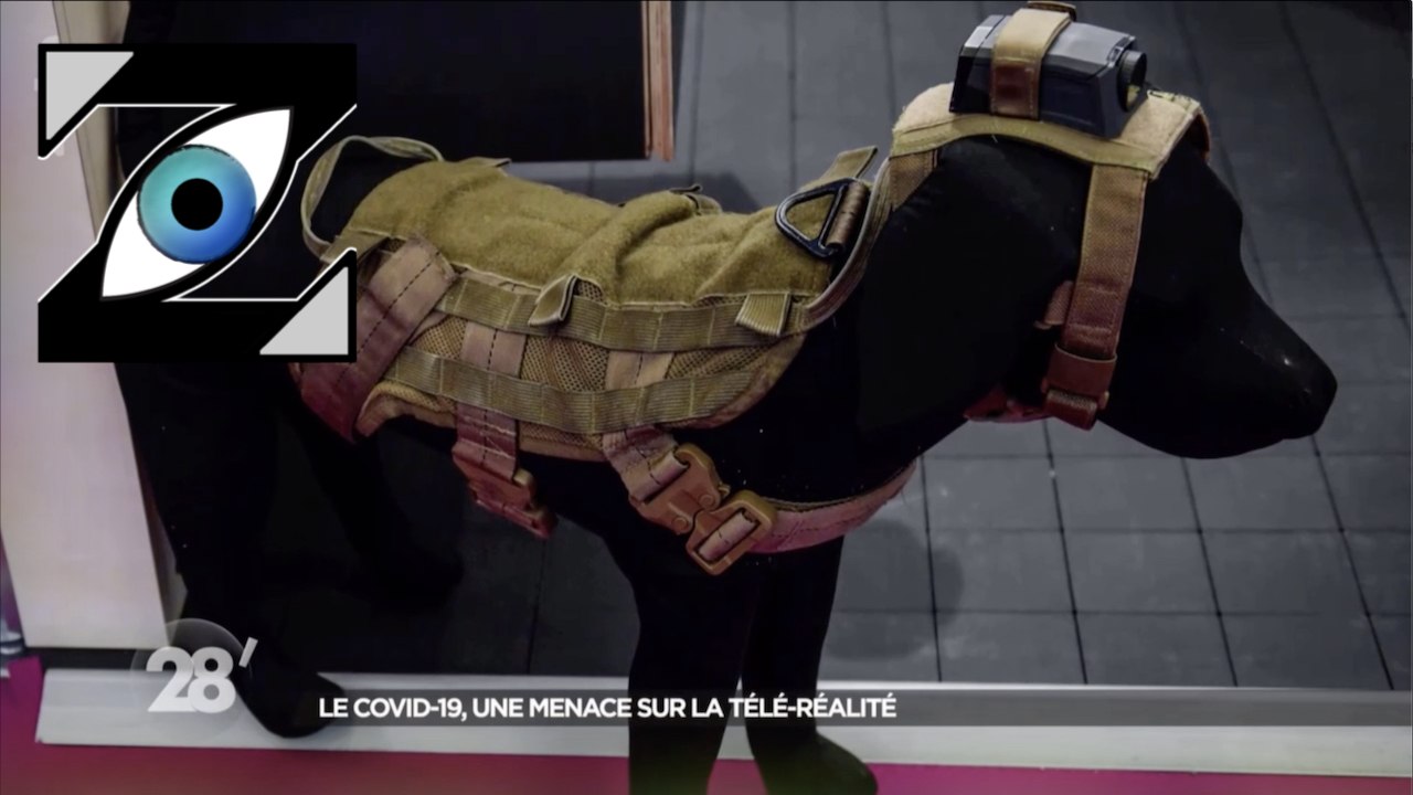 [Zap Télé] Des chiens pour filmer une émission de télé-réalité ! (11/05/20)
