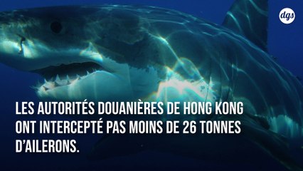 La douane de Hong Kong saisit 26 tonnes d’ailerons de requins protégés, un record