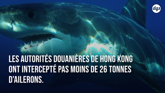 La douane de Hong Kong saisit 26 tonnes d’ailerons de requins protégés, un record