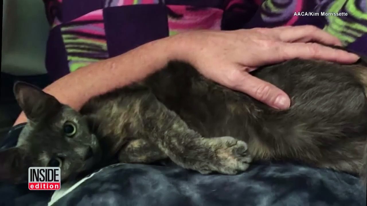 Chú mèo sắp đẻ vào bệnh viện thú y để nhờ giúp đỡ