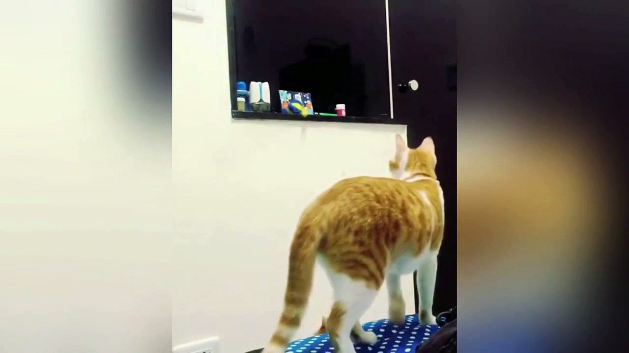 Mèo mẹ lấy đồ chơi giúp mèo con