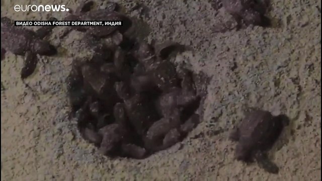 Внимание, черепаха!