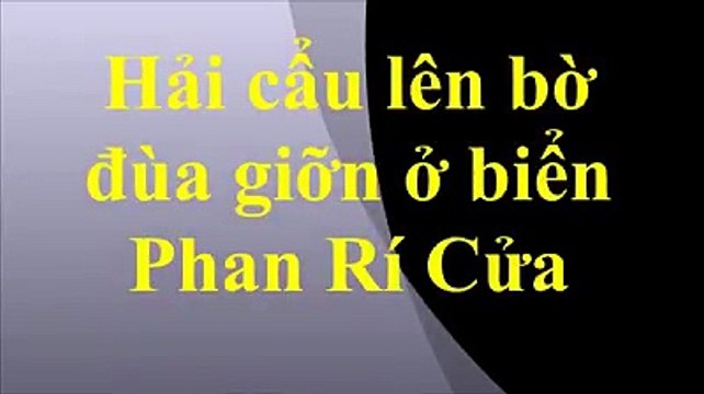 Clip: Chú hải cẩu lên bờ đùa giỡn với người dân trước khi bị đánh chết
