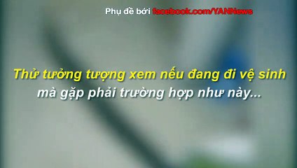 Lại thêm một pha rắn chui lên từ bồn cầu thốn tận rốn